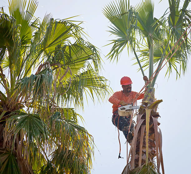 Best Emergency Tree Removal  in South Lyon, MI